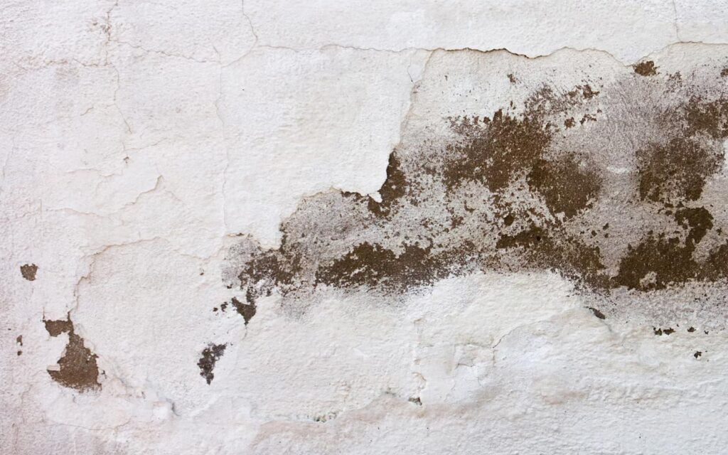 mold
