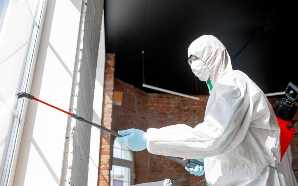 mold remediation services